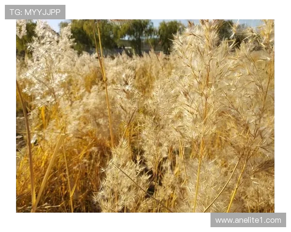 赵丽畅谈DOTA2成长之路与职业生涯的点滴回忆